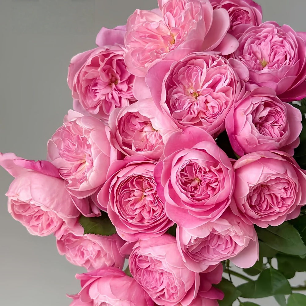 Dream Light Rose Plant｜梦光环 image 1