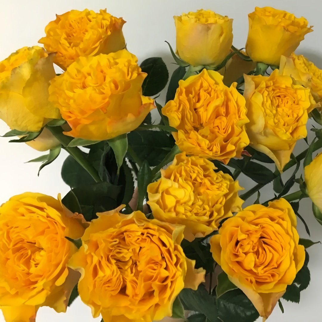 Orange Reeva Rose Plant｜橙色丽娃 image 5