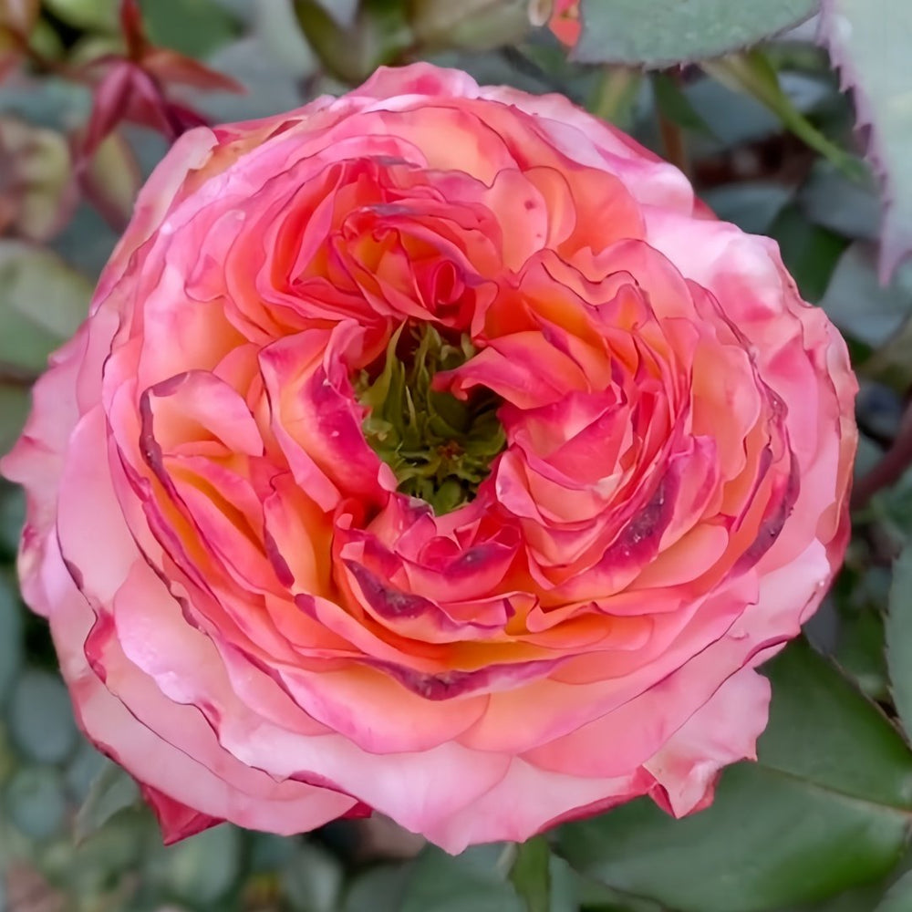 Star Trek Rose Plant｜星际迷航 image 5