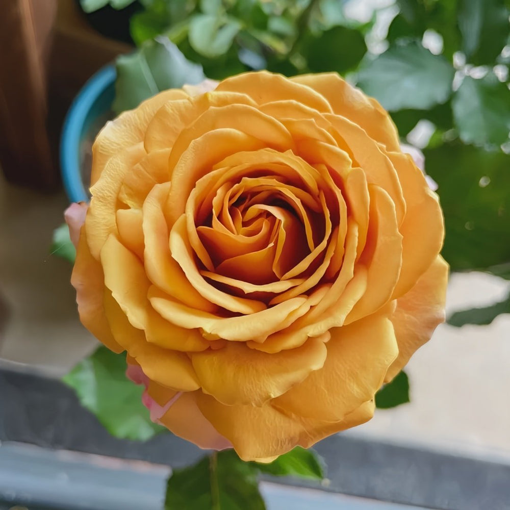 Golden Mustard Rose Plant|黄金芥末 image 6