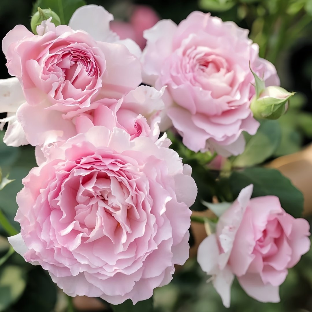 Ningzhi Rose Plant｜凝脂 image 5
