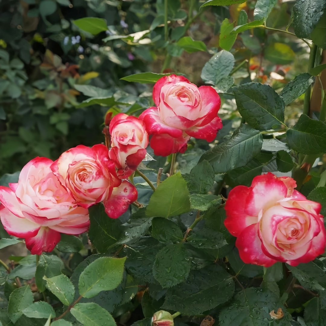 Sweet Berry Rose Plant｜二重奏 image 7