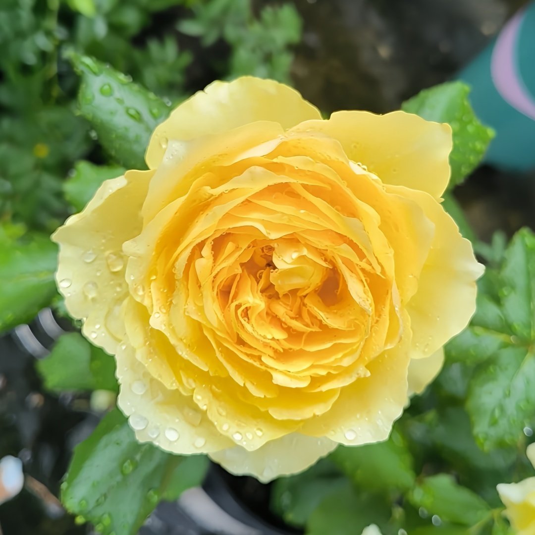 Hiyoko Rose Plant|小黄鸡 image 1