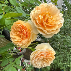Teasing Georgia Rose Plant|欢笑格鲁吉亚 image 2