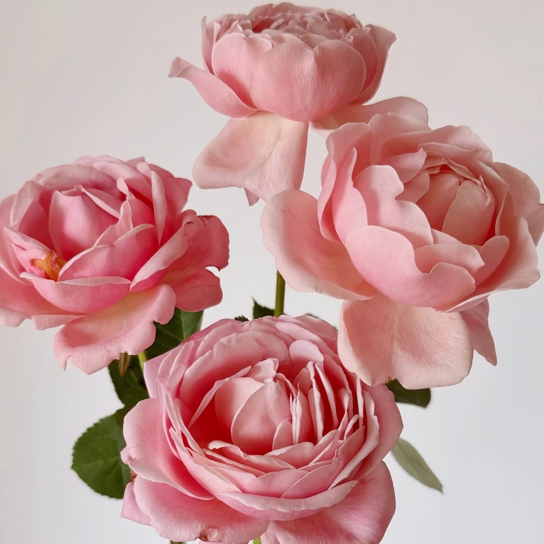 Strawberry Swing Rose Plant|草莓秋千 image 7
