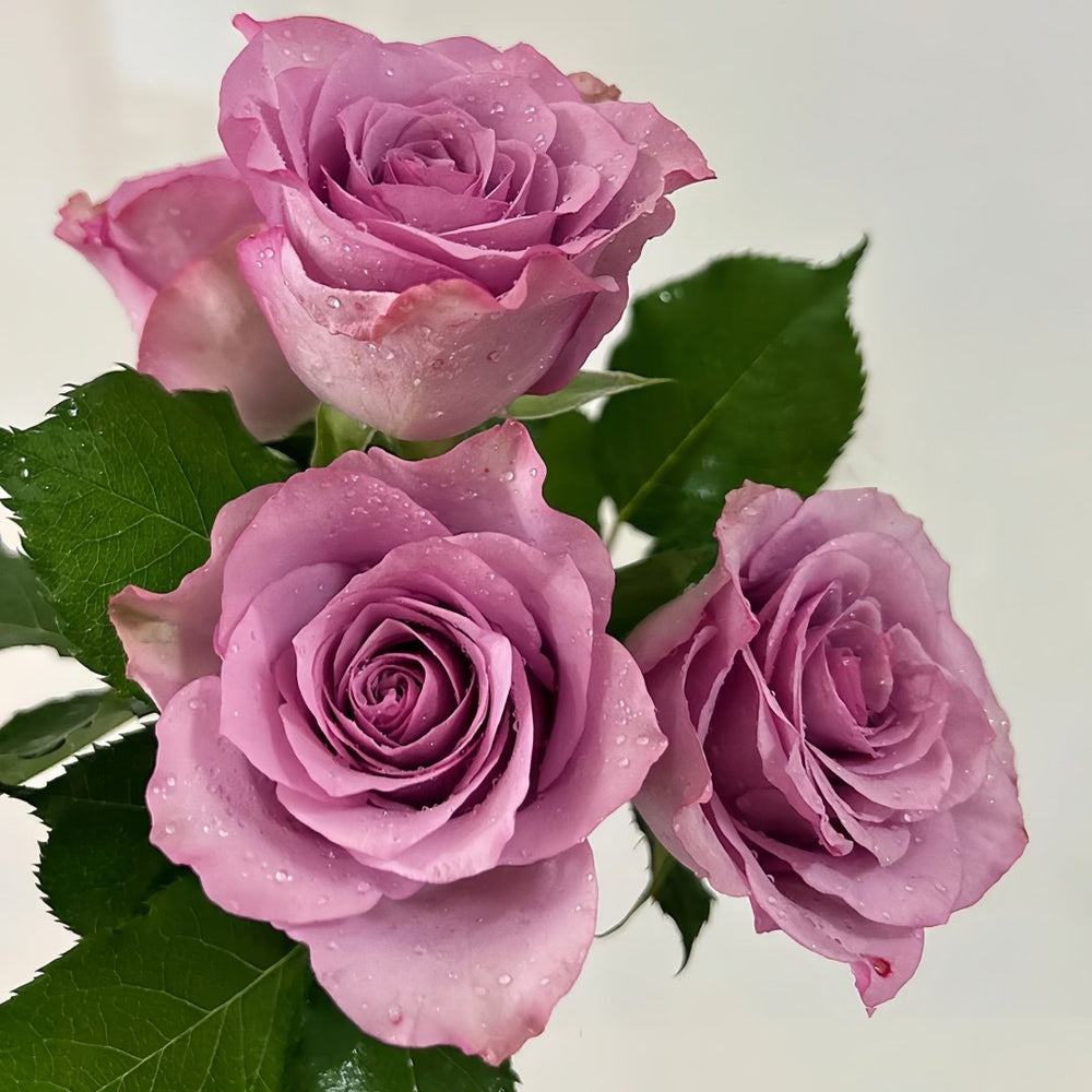 Nightingale Rose Plant｜紫霞仙子 image 7