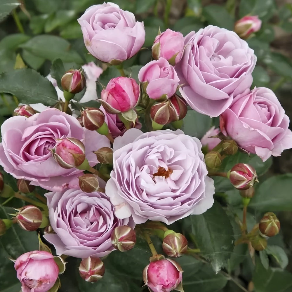Nautica Rose Plant|诺蒂卡/海洋之心 image 5