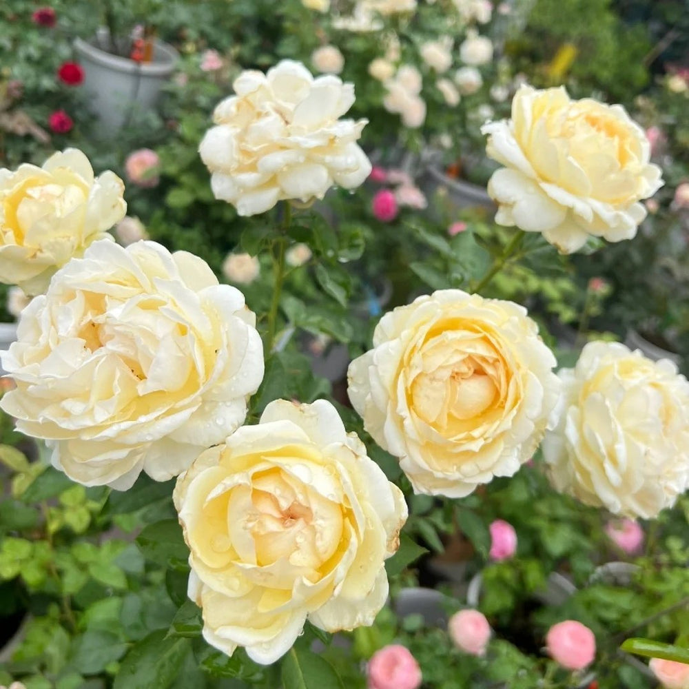 Ivory Yves Piaget Rose Plant|象牙伊芙伯爵 image 8