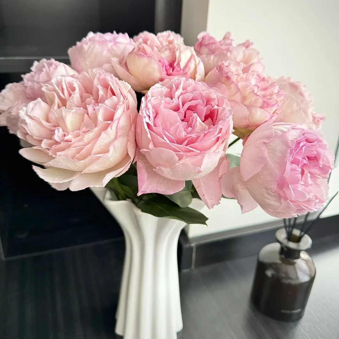 Yves No4 Aroma Rose Plant|伊芙四号芳香 image 6
