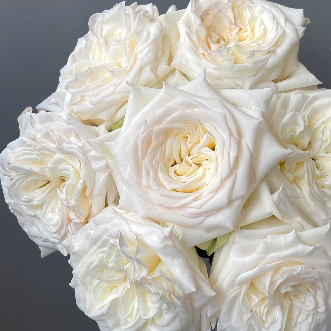 White Candlelight Rose Plant | 白烛光 image 5
