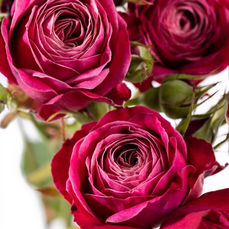 Party Trendsetter Rose Plant｜潮流派对 image 1