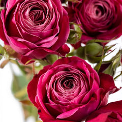 Party Trendsetter Rose Plant｜潮流派对 image 1