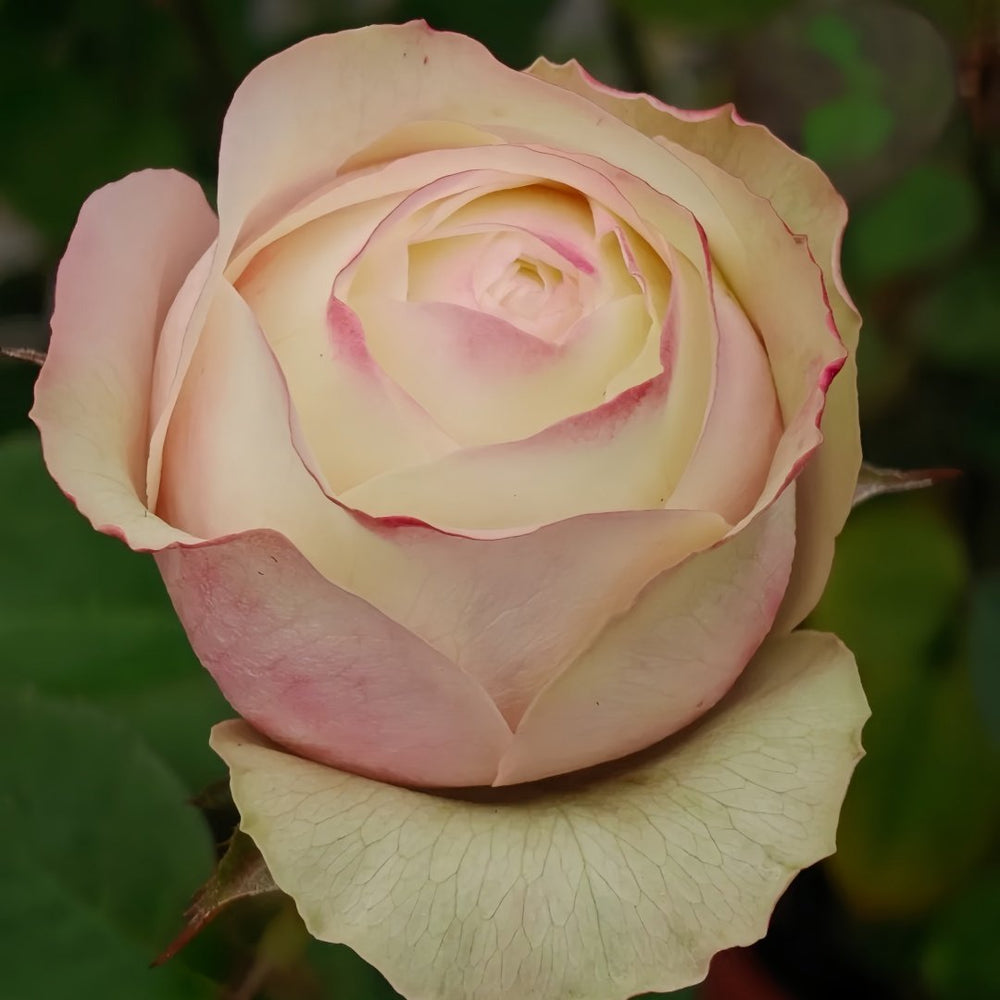 Swan Grace Rose Plant|优雅天鹅 image 7