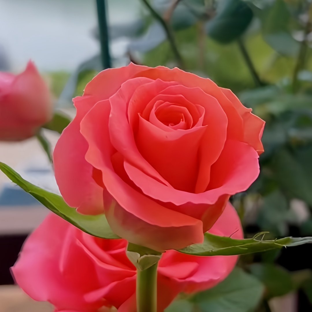 Amsterdam Rose Plant ｜阿姆斯特丹 image 2