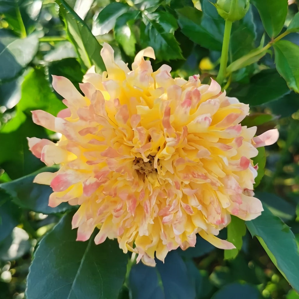 Fireworks Ruffles Rose Plant｜烟花波浪 image 1