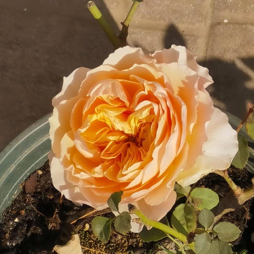 Apricot Cooler Rose Plant｜杏仁露 image 3