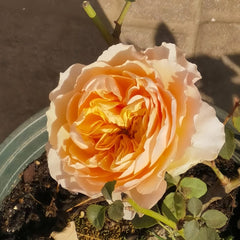 Apricot Cooler Rose Plant｜杏仁露 image 3