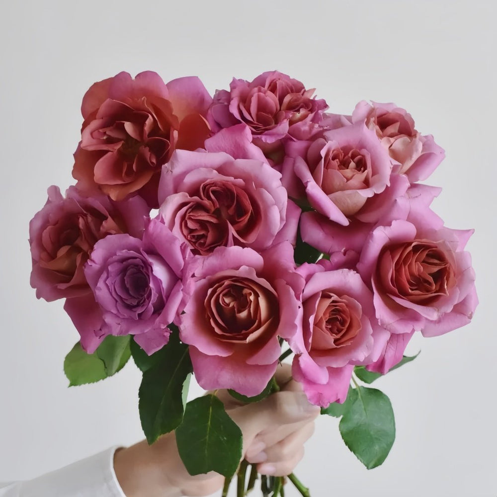 Drape Rose Plant｜帷幕 image 5