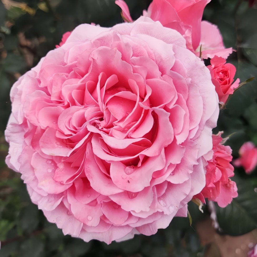 Laurent Cabrol Rose Plant｜劳朗卡布罗尔 image 2