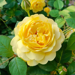 The Poet's Wife Rose Plant | 诗人的妻子 image 0