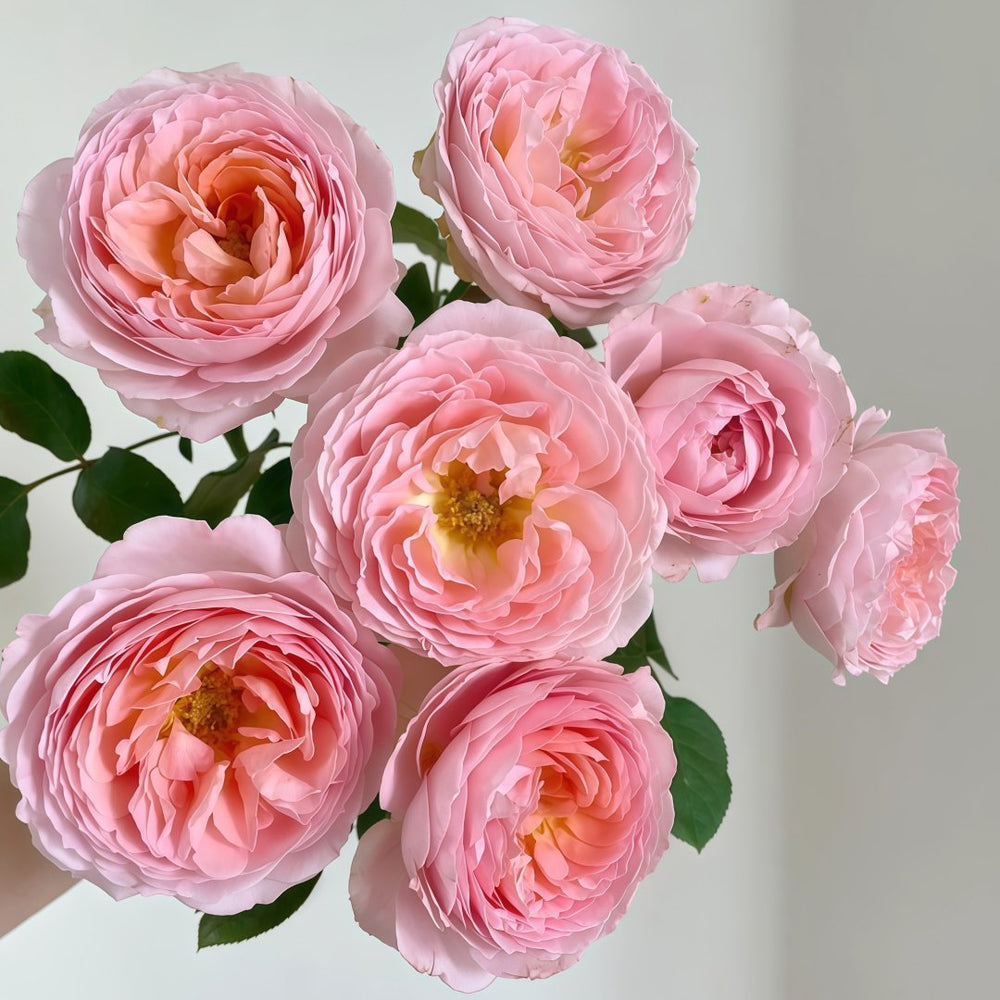 Bel Canto Rose Plant｜美声唱法 image 5