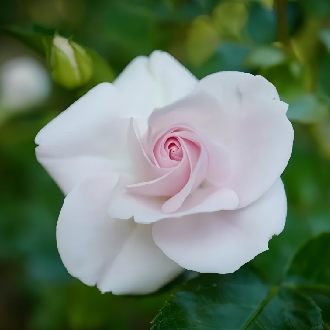 Aspirin Rose Plant|阿司匹林 image 2