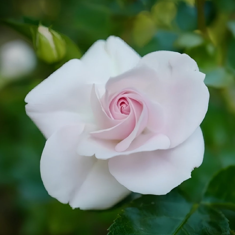 Aspirin Rose Plant|阿司匹林 image 2
