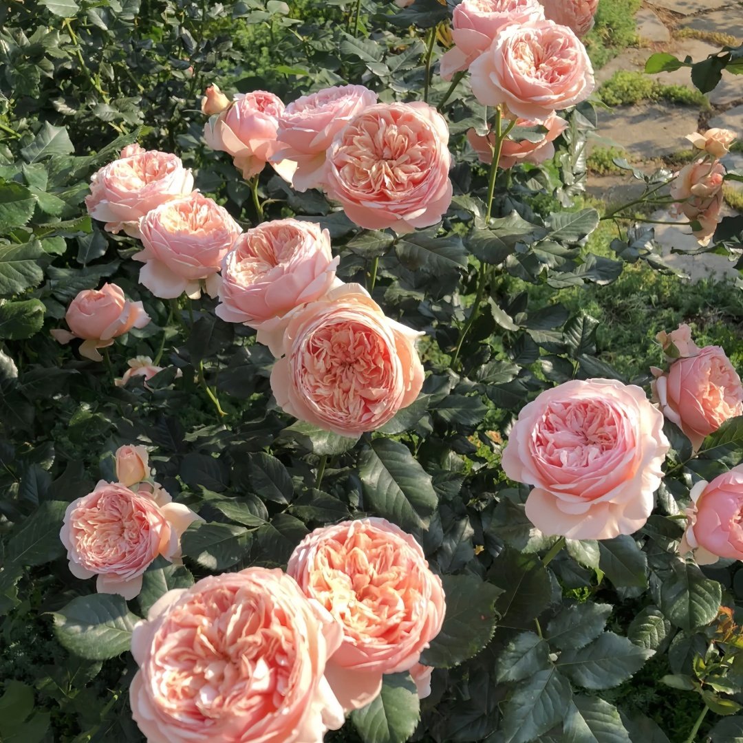 Masora Rose Plant| 真宙 image 8