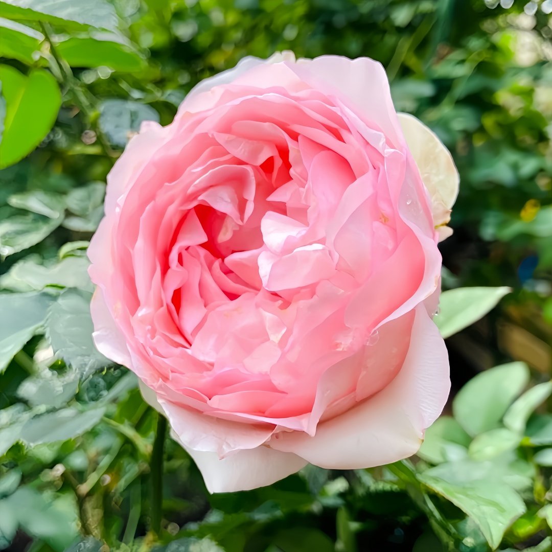 Violino Riche Rose Plant|风采小提琴 image 0