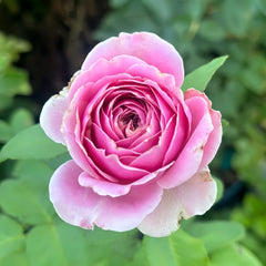 Peonikiss Rose Plant｜牡丹之吻 image 3