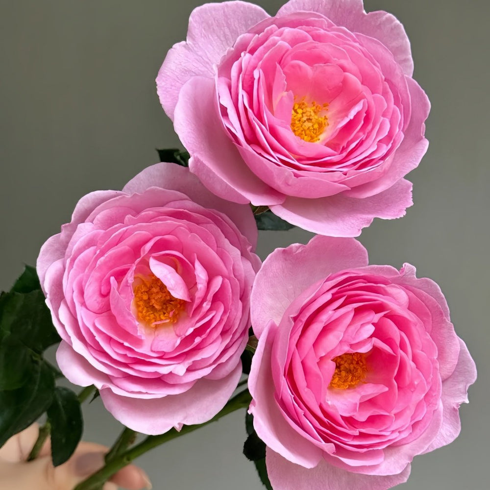 Scepter’d Isle Rose Plant｜权杖岛玫瑰 image 1
