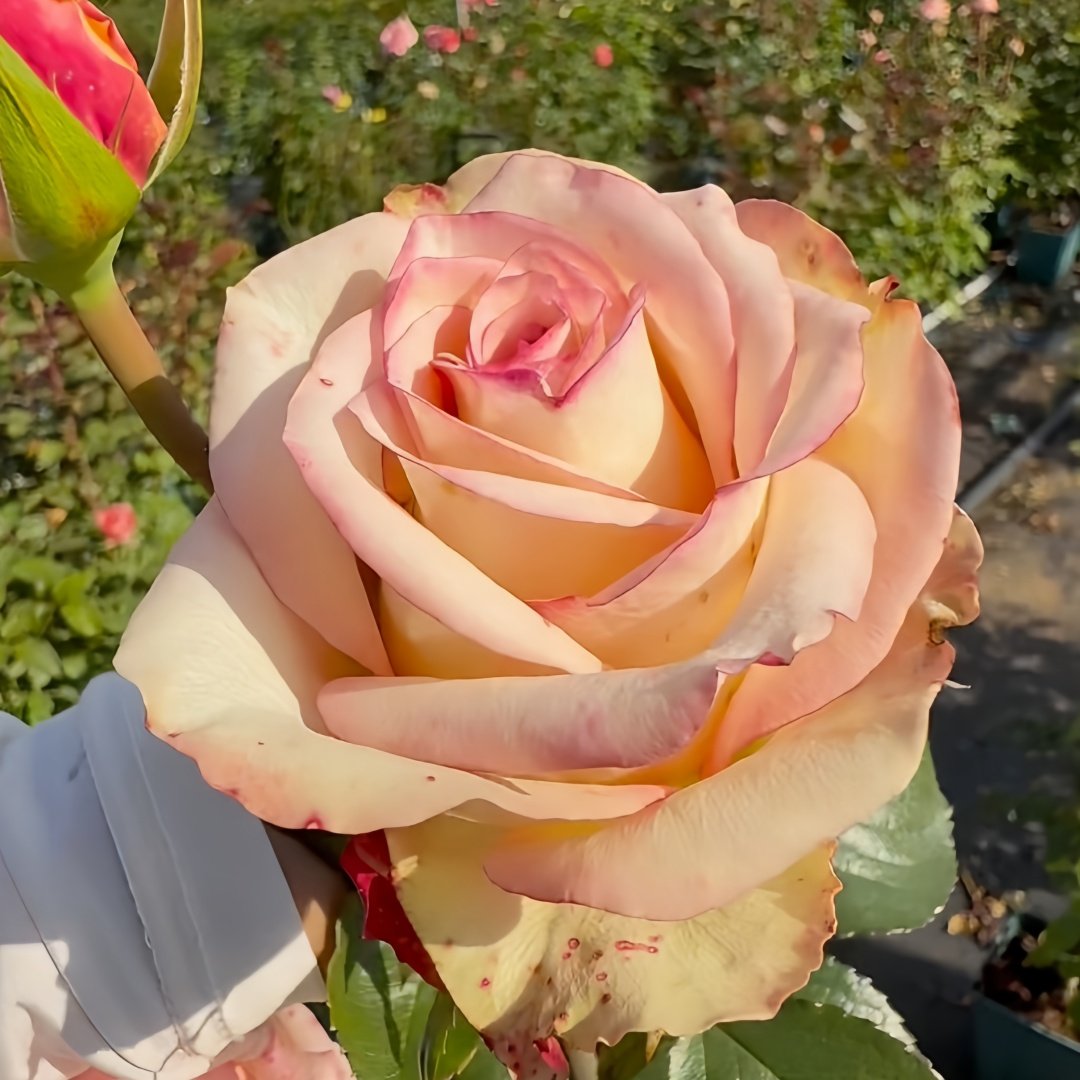 Tormenta Rose Plant｜托尔门塔 image 5