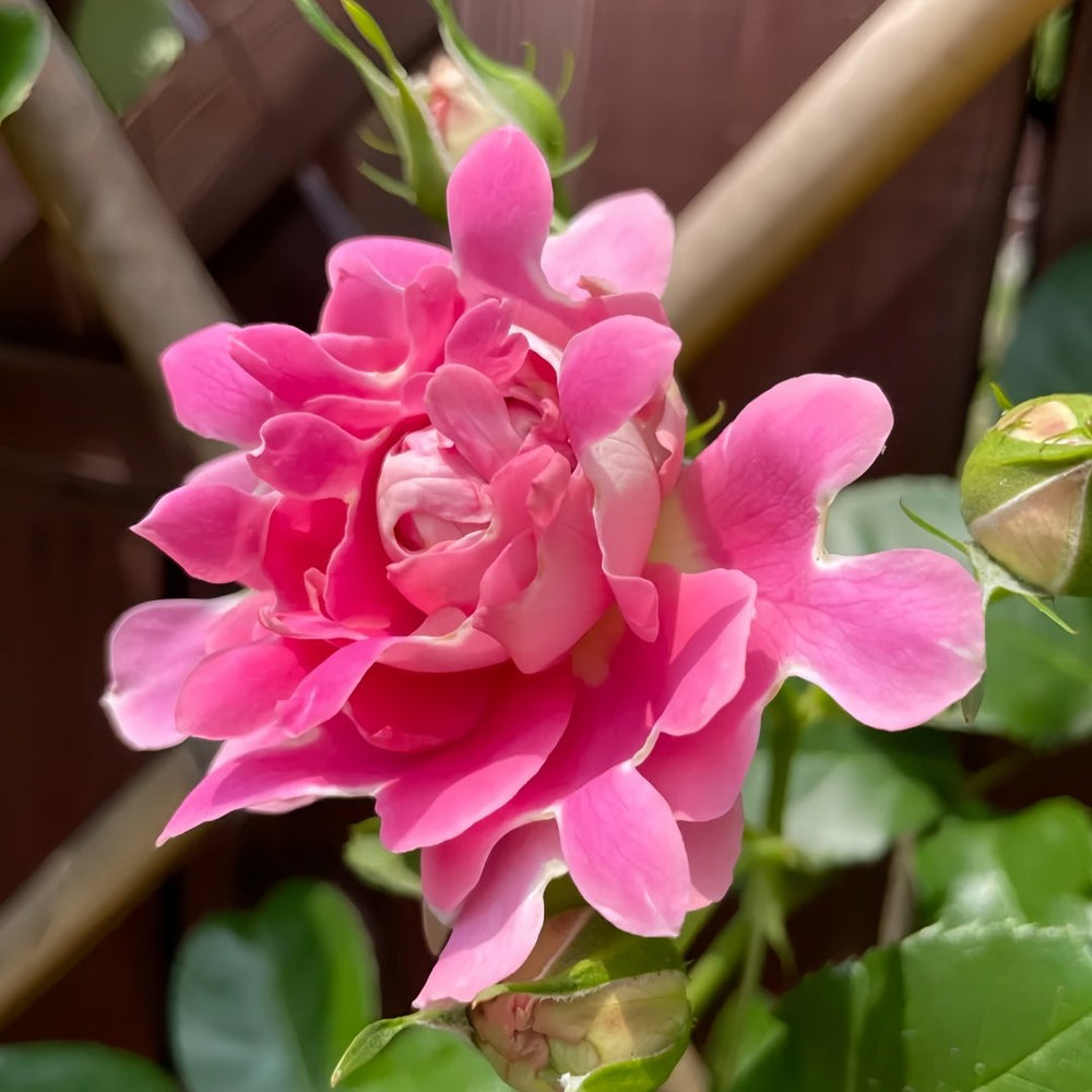 Fancy Rufle Rose Plant｜梦幻折边 image 5