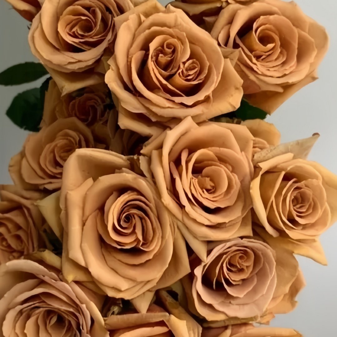 Toffee Rose Plant ｜太妃糖 image 7