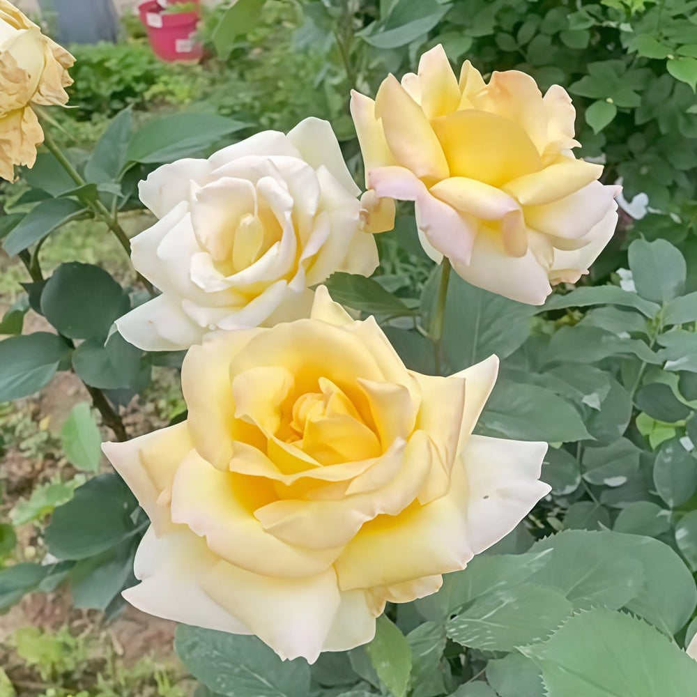 Golden silk Rose Plant|金绸 image 4