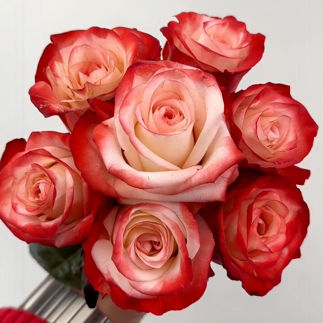 Farfalla Rose Plant｜法尔法拉 image 9