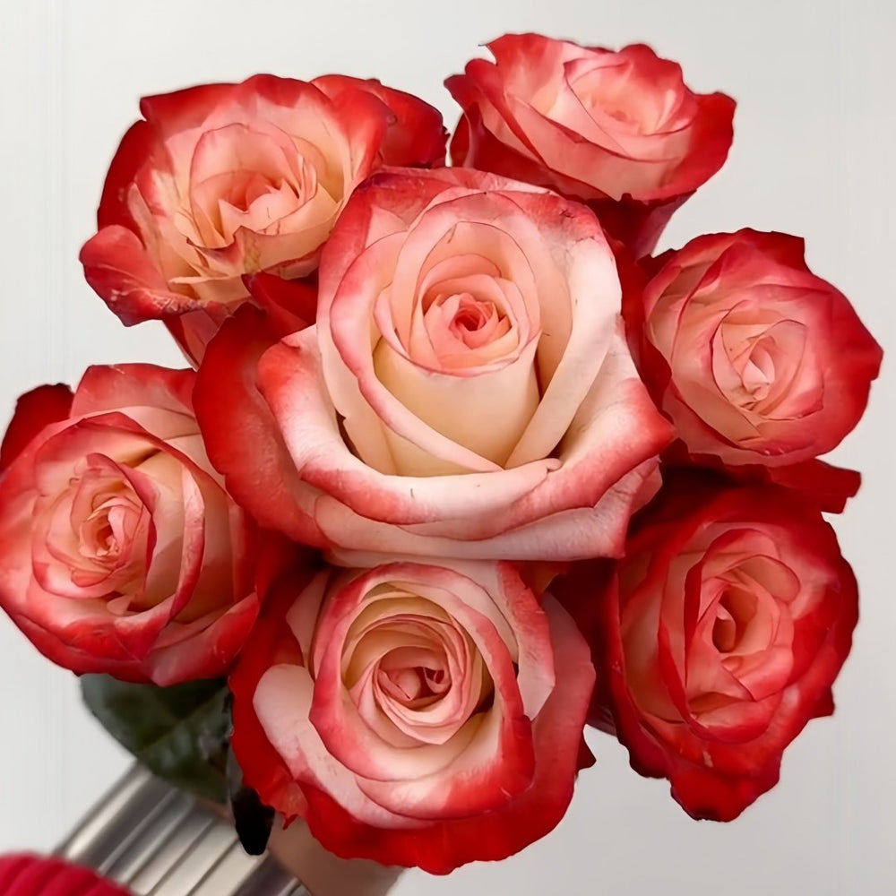 Farfalla Rose Plant｜法尔法拉 image 9