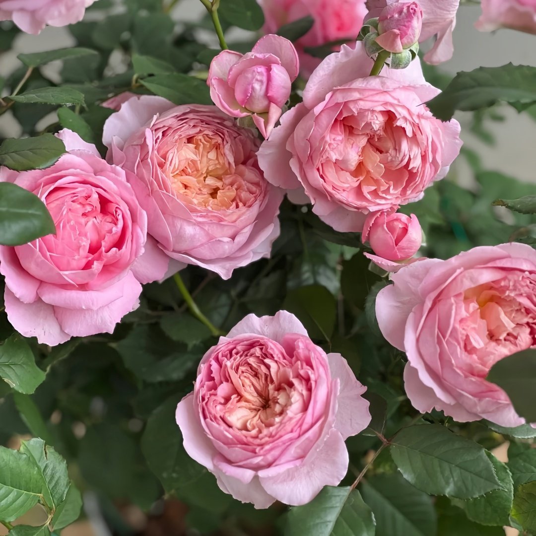 Taoran‌ Rose Plant|桃染 image 7