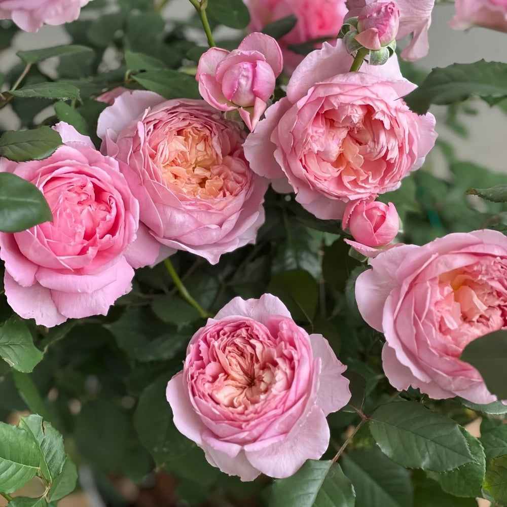 Taoran‌ Rose Plant|桃染 image 7