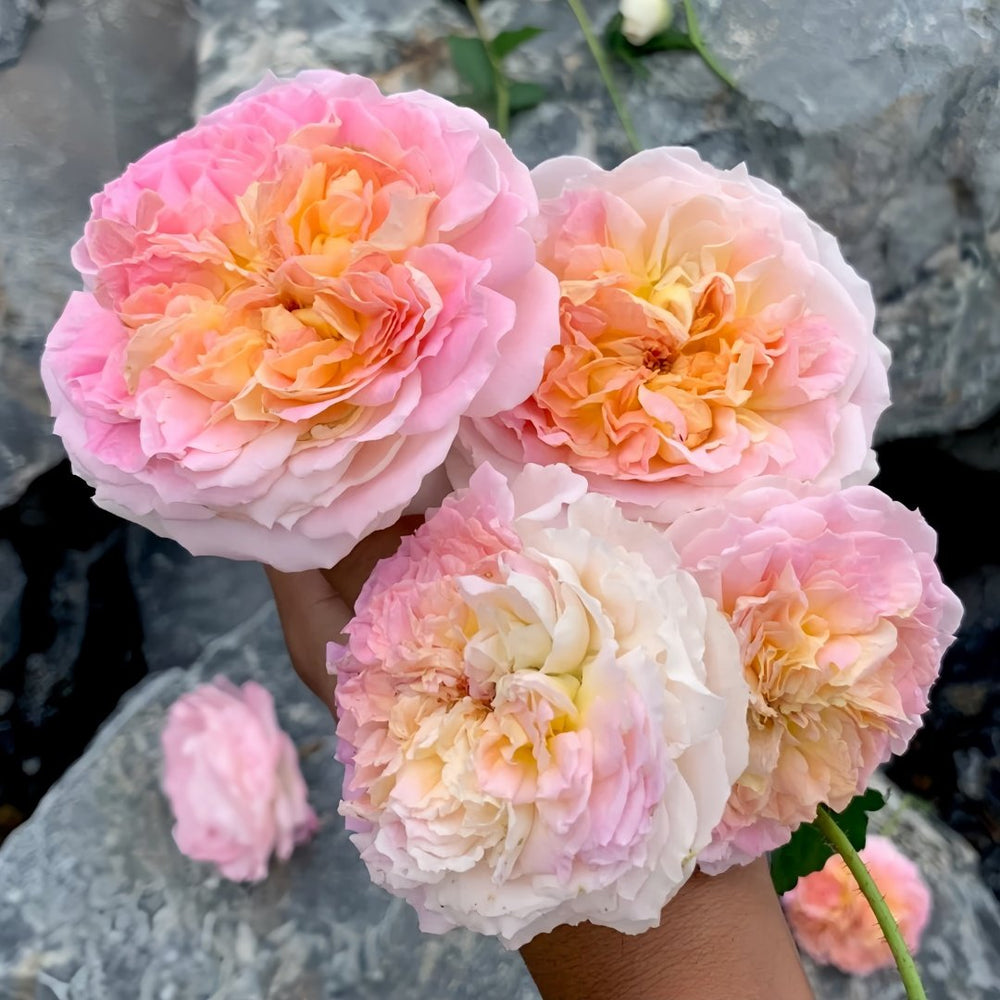 Muyunsi Rose Plant|暮云思 image 5