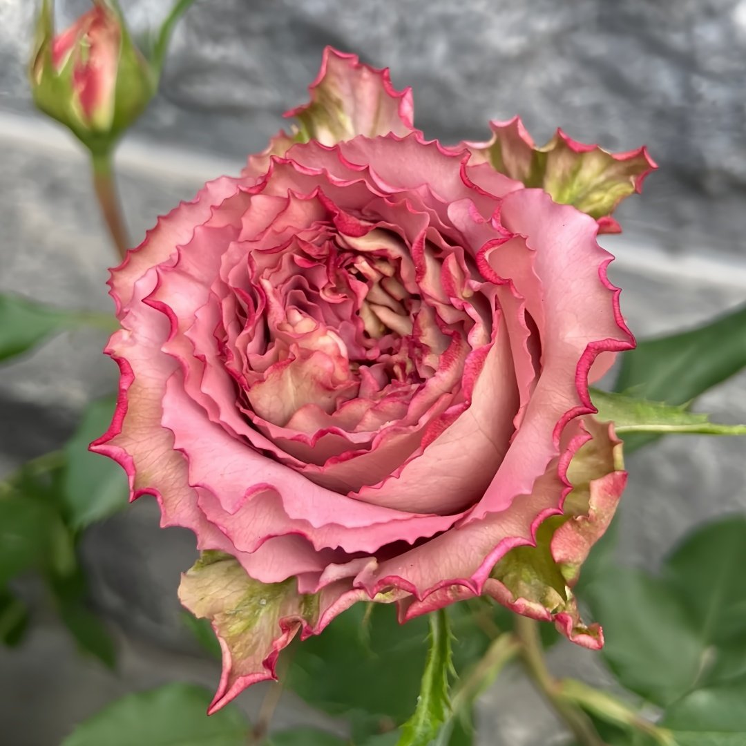 Thé nature Rose Plant|英伦节拍 image 1