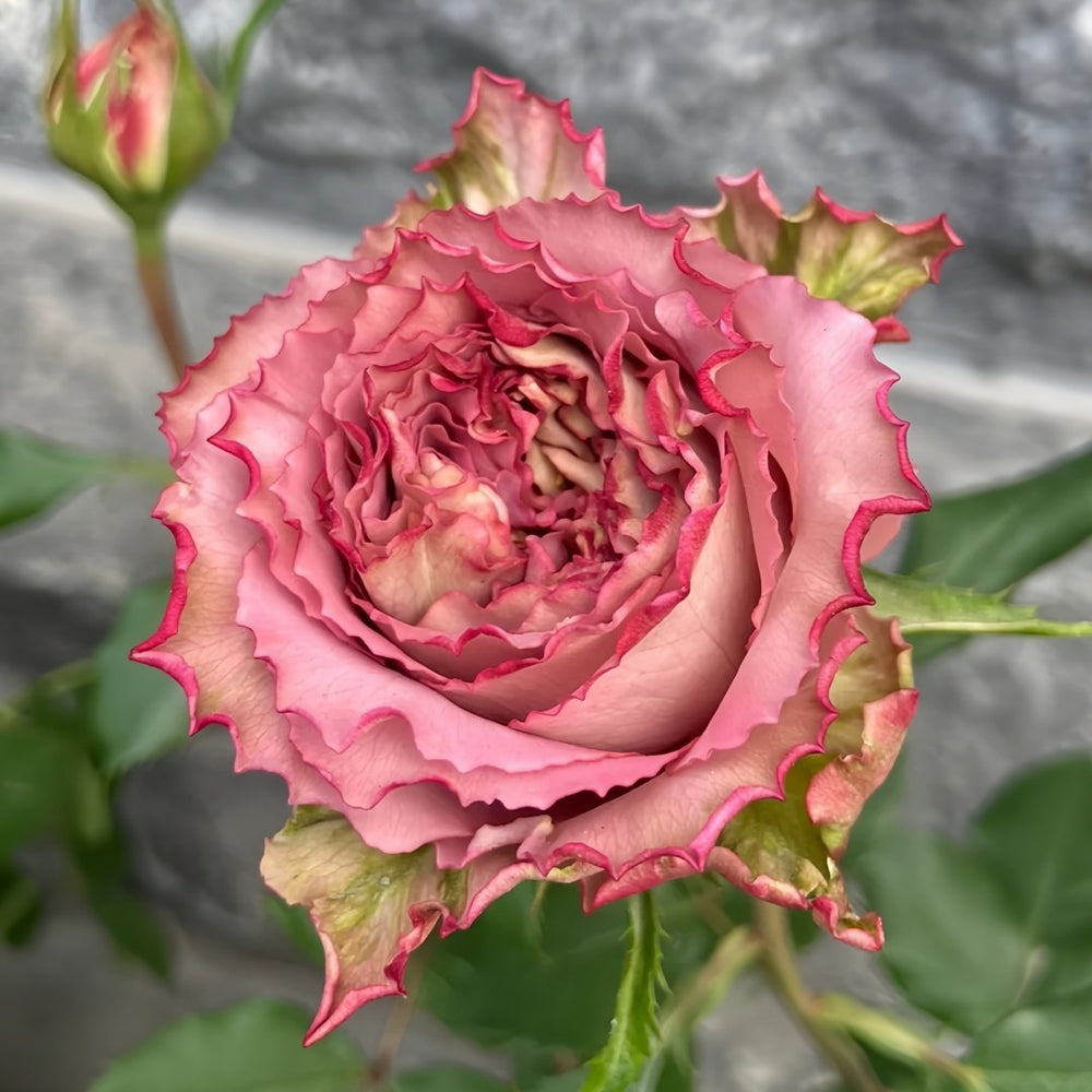 Thé nature Rose Plant|英伦节拍 image 1