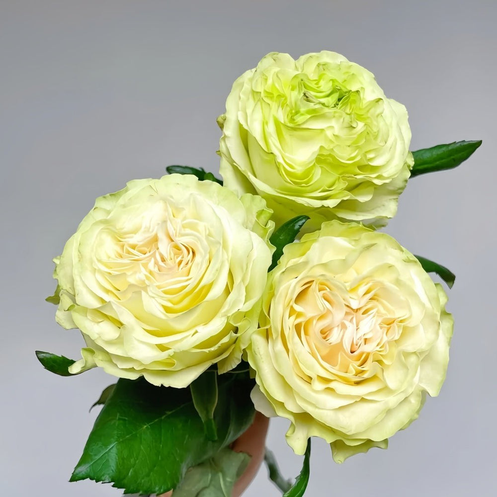 Dynamic Rose Plant|琉璃翠 image 3