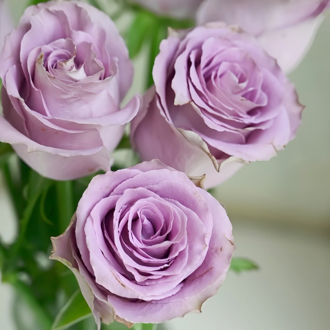 Grey Knights Rose Plant｜灰骑士 image 3