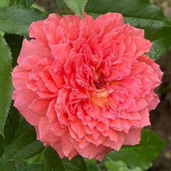 Argonauts Rose Plant｜阿尔戈英雄 image 1