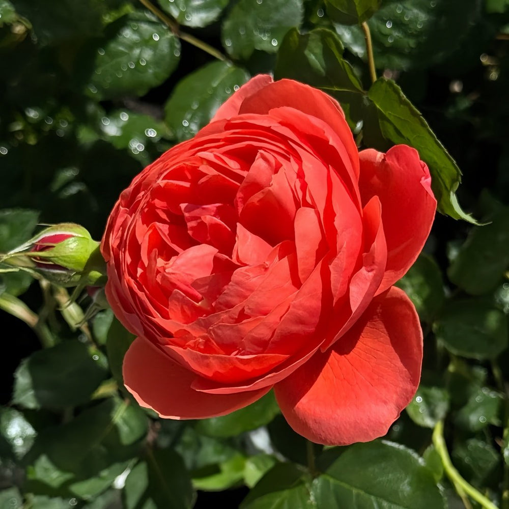 Chi Yan Rose Plant|炽焱 image 5