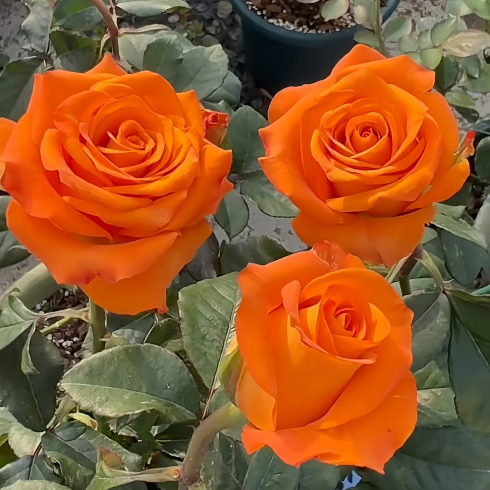 Nexus Rose Plant｜关系 image 4