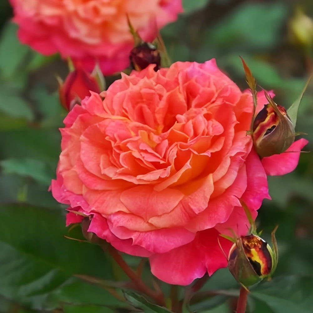 Chaleur Rose Plant｜温暖 image 4