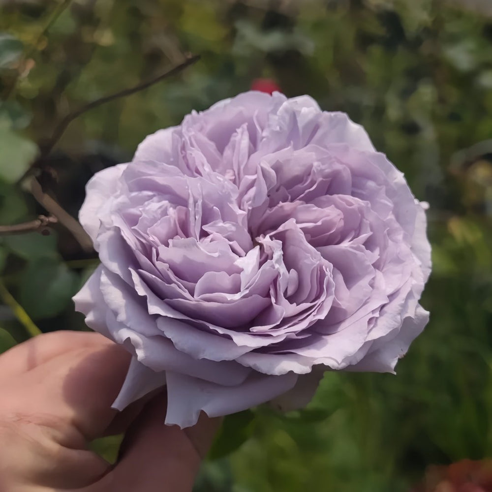 Antique Watch Rose Plant｜古董怀表 image 1