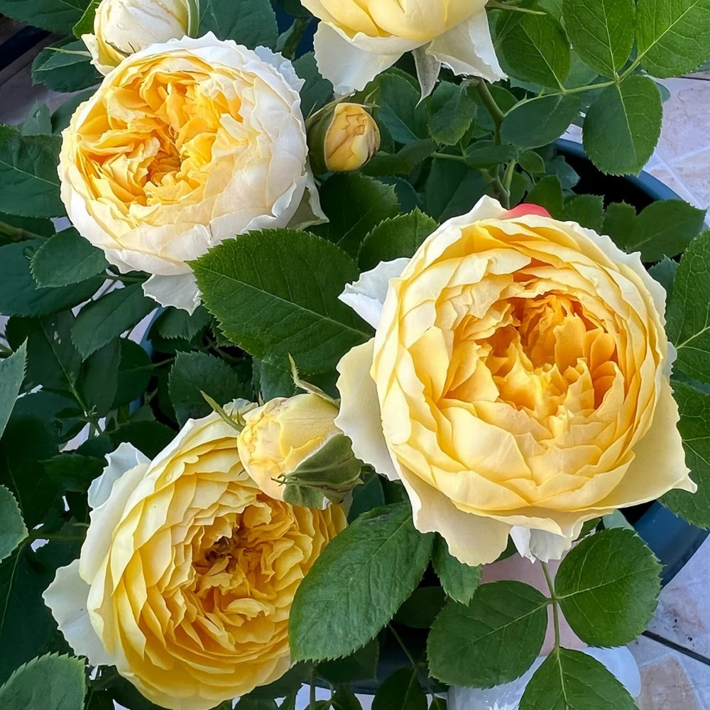 Canary Rose Plant|金丝雀 image 7